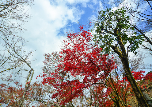 Autumn scenery with maple trees under blue sky in Kyoto, Japan.
