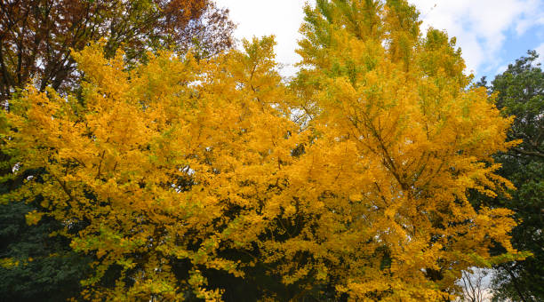 istock Autumn scenery in Japan 1748475691
