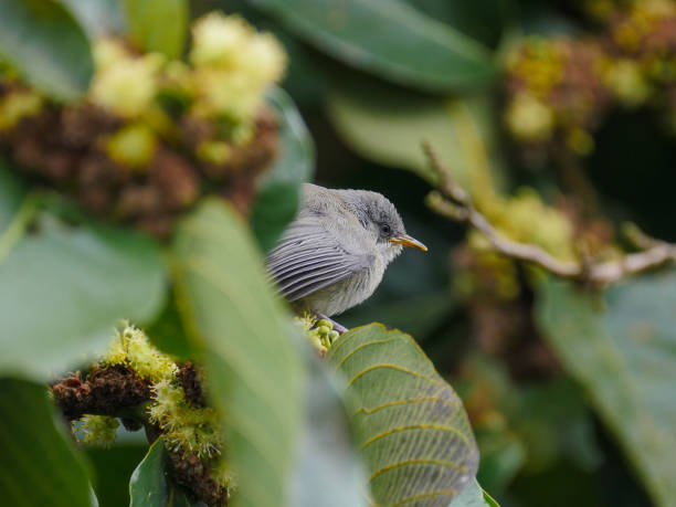 istock Cute gray bird from Mauritius perching on branch 1748475818