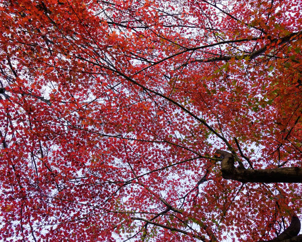 istock Autumn scenery in Japan 1748476078