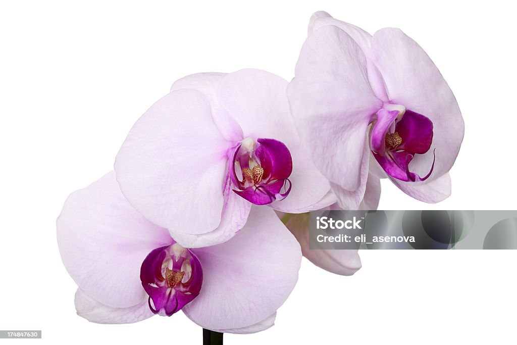 Orquídea cor-de-rosa - Foto de stock de Beleza royalty-free