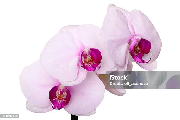 Foto de Orquídea Corderosa e mais fotos de stock de Beleza - Beleza, Beleza natural - Natureza, Botânica - Assunto