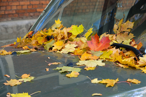 Many colorful autumn leaves on the windshield and wipers of a car