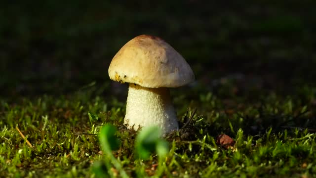 The boletus mushroom grows among green moss in a clearing in the forest. Edible healthy mushroom in the forest in summer. Vegetarian food in natural conditions.