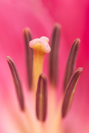 Closeup of pistil and stamen of a pink flower. Botany. Gardening.