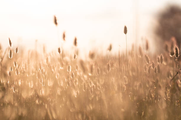 istock Beauty field at sunset with the sun behind it 1748481681