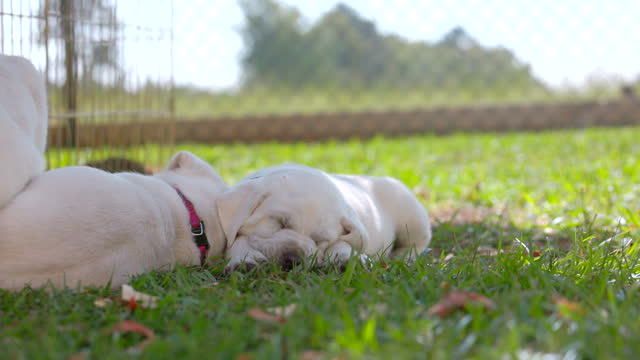 Day 42 White Lab Puppies - Taking a Nap Outside
