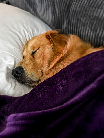 A dog sleeping peacefully on a couch it is lying on top of a soft blanket.