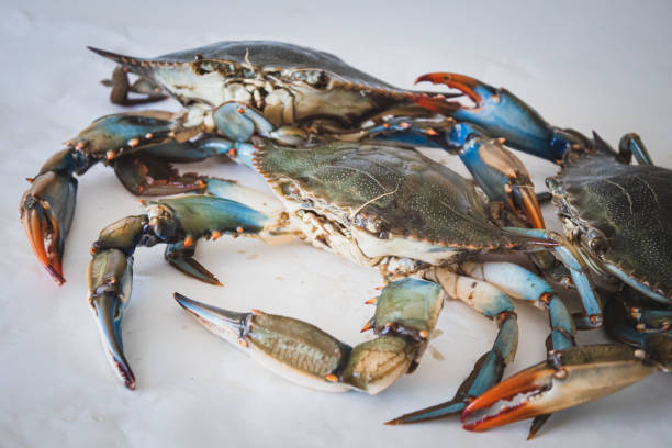 istock Callinectes sapidus, blue crab, invasive species of crab 1748483508