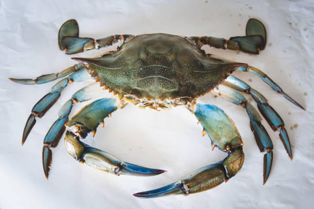 callinectes sapidus, krab błękitny, inwazyjny gatunek kraba - maryland crab blue crab prepared crab zdjęcia i obrazy z banku zdjęć