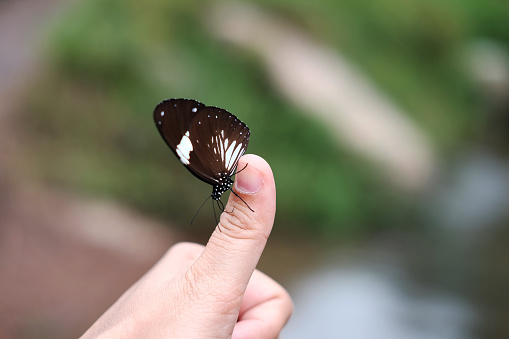 Beautiful butterfly on woman thumb finger with tropical rain forest background.