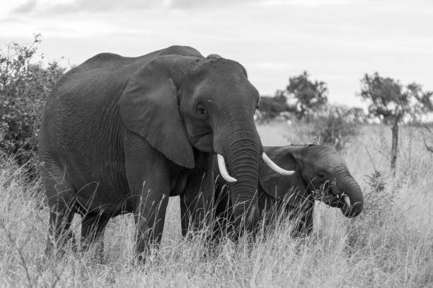 African Elephant stock photo