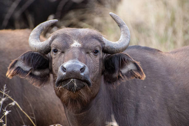 Cape Buffalo, Syncerus caffer stock photo