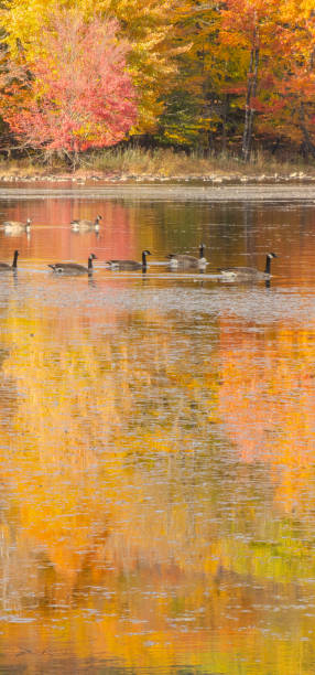 istock Goose on a wild Canadian lake in fall 1748485631