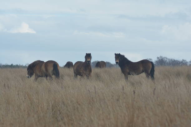 istock Rural Majesty: Horses of the Harvest 1748485888