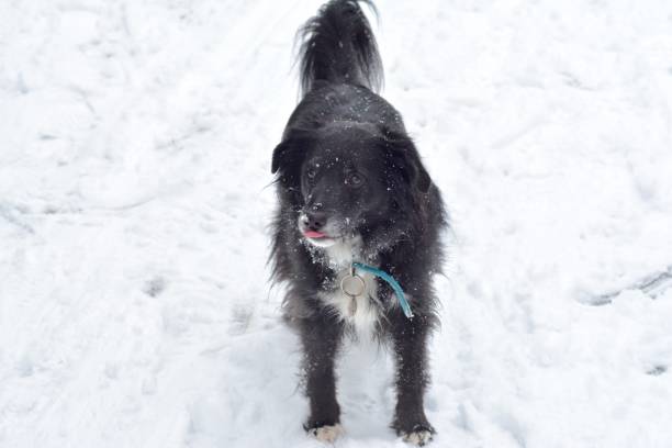 istock Pawprints & Snowflakes: Puppy's First Christmas 1748485899