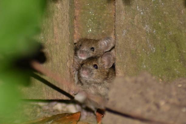istock Peek-a-boo: Garden Mice's Fence Hideaway 1748485900
