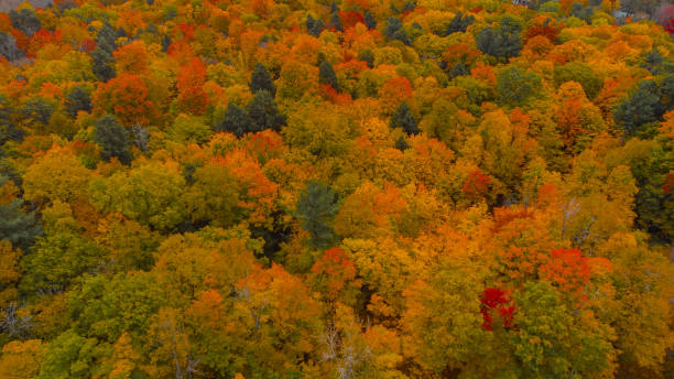 istock autumn landscapes in the forest 1748486150