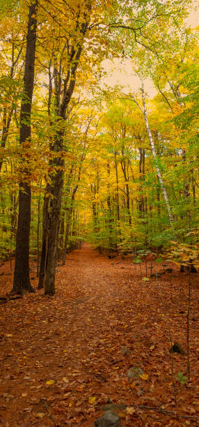 istock autumn landscapes in the forest 1748486951