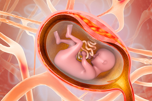 Human Fetus (Baby) in Womb Anatomy. 3d illustration
