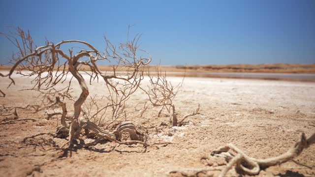 Close up of small dried trees in the dry sandy soil of the desert