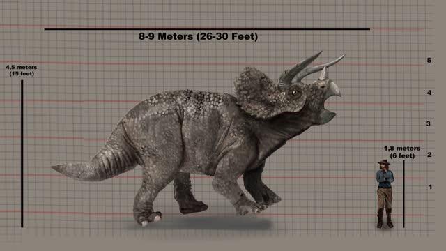 Comparison Of Heights - Triceratops Versus Human On Height Chart. animation