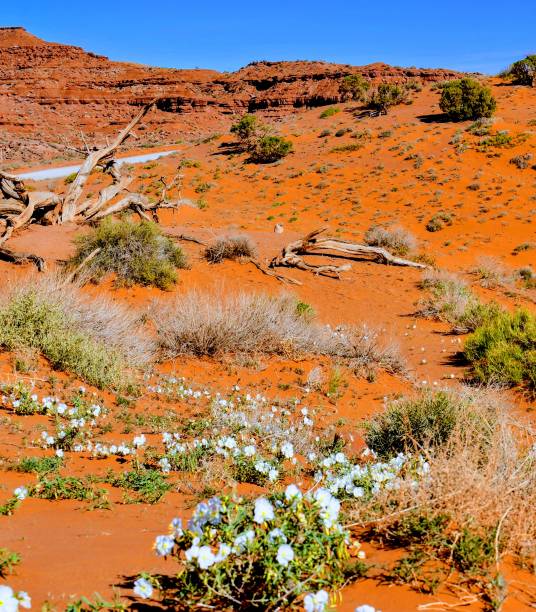 istock Red Desert Sand and Blue Skies 1748487535