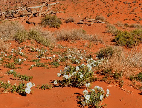 The desert’s red sand with groupings of wild prim rose flowers