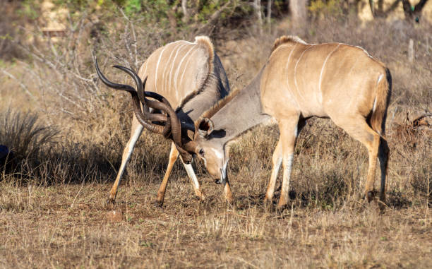Kudu Males stock photo