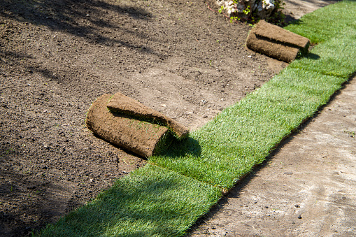 Laying of rolled lawn, land and lawn in rolls. Selective focus.