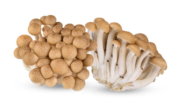 istock Brown beech mushrooms isolated on white background 1748488965