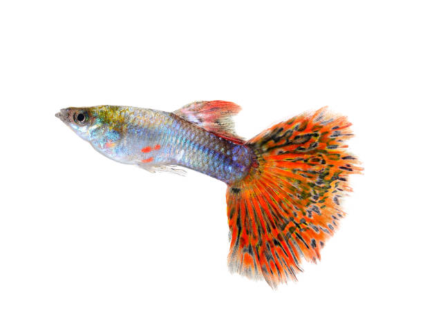 guppy fish isolated on white background