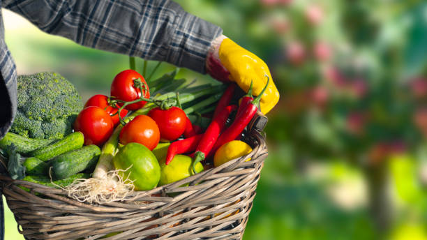 istock farmer holding vegetables basket at garden 1748489476