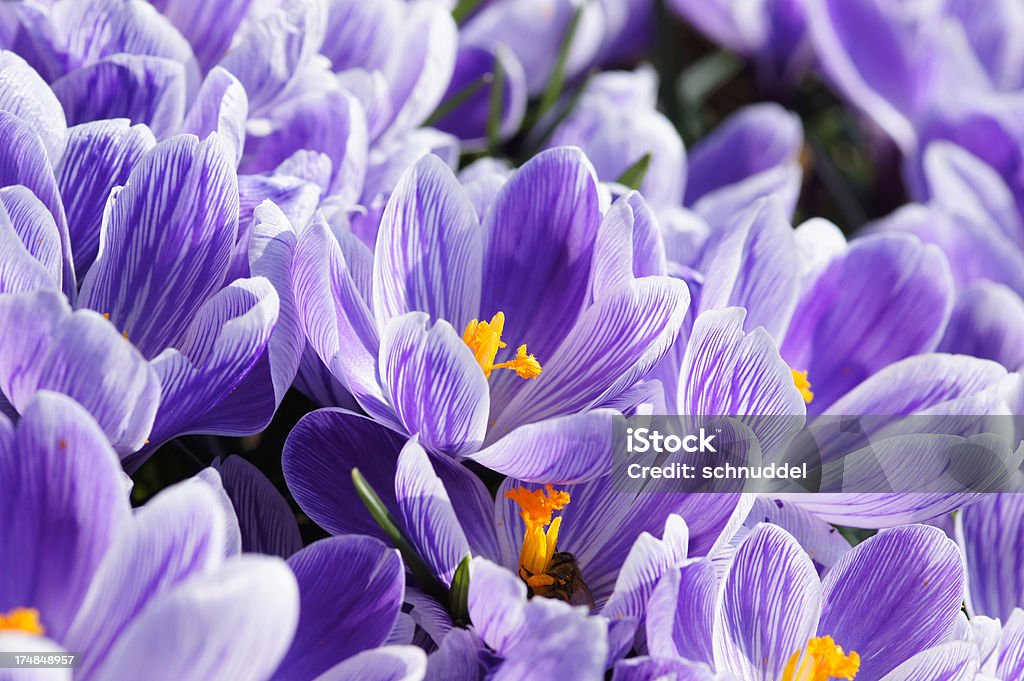 Lilás branco crocuses - Foto de stock de Alto contraste royalty-free