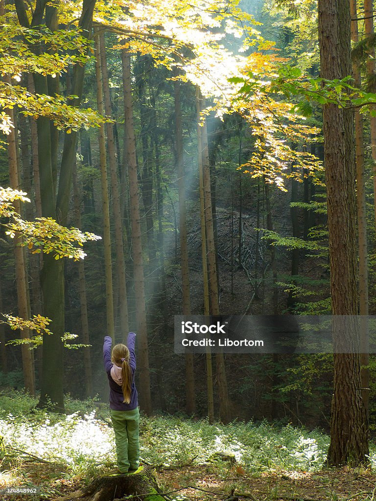 mystery light Sunbeams in the autumn forestSunnrays going thru trees Autumn Stock Photo