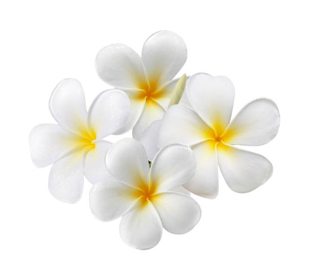 istock Frangipani flower isolated on white background 1748490263