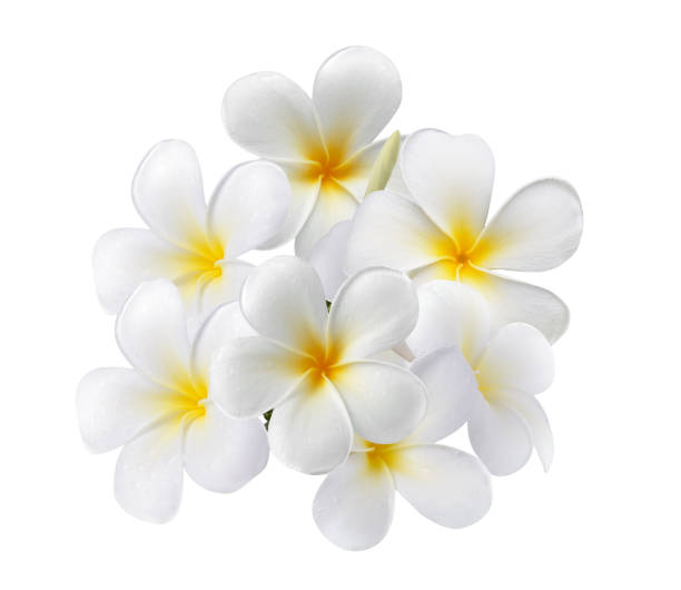 istock frangipani flower isolated on white background 1748490694