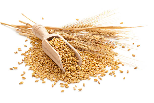 Wheat and wooden scoop on white background
