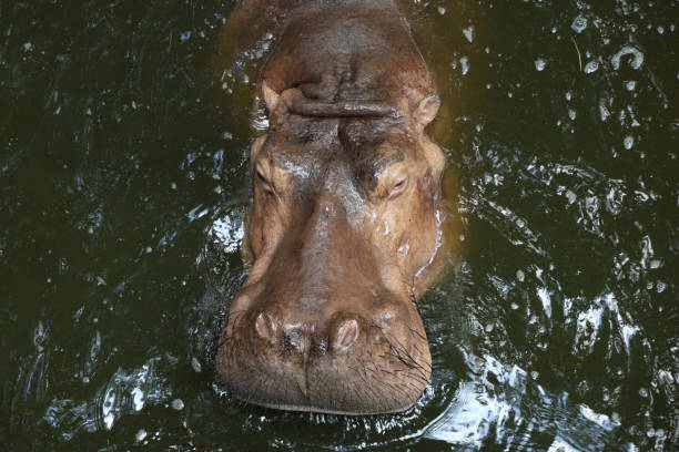 the hippopotamus is swim and rest in the river - hippopotamus amphibian sleeping hippo sleeping imagens e fotografias de stock