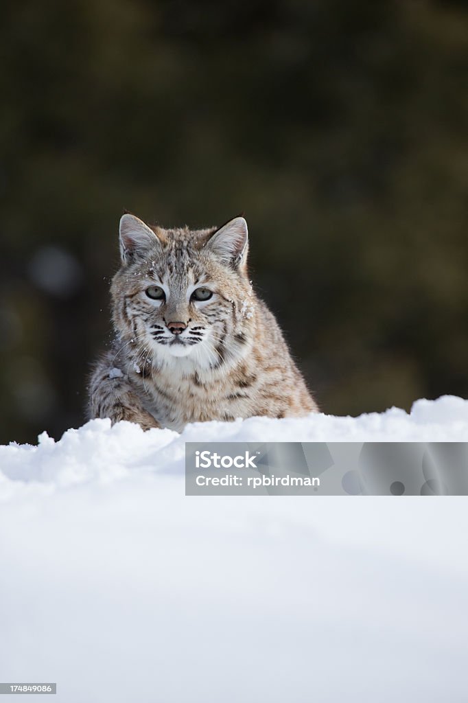 Lince rojo - Foto de stock de Aire libre libre de derechos