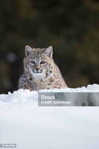 Lince Rojo Foto de stock y más banco de imágenes de Aire libre - Aire libre, Animal, Animales salvajes