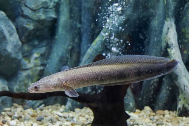 Snakehead Large 160+ Giant Snakehead Photos Stock Photos, Pictures & Royalty-Free ...