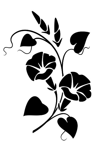 Morning glory flowers branch. Black silhouette of morning glory flowers (bindweed) isolated on a white background. Vector black and white illustration