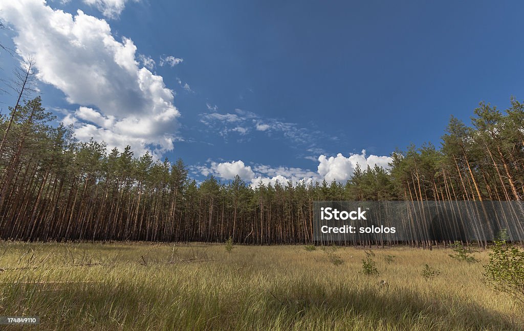 Meadow dans pinewood - Photo de Affluence libre de droits