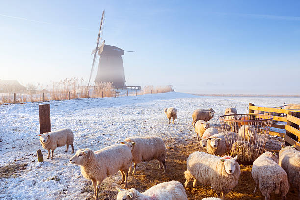 owca przed holenderski wiatrak w winter's rano - schermerhorn zdjęcia i obrazy z banku zdjęć