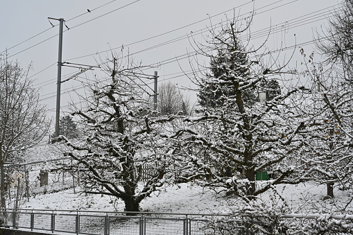 A garden or orchard with bare fruit trees and thin layer of snow on the ground and tree branches.