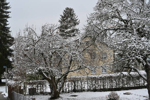 istock A garden  with bare trees and thin layer of snow on the ground. 1748491327