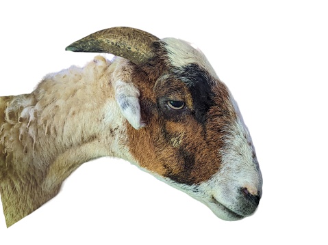 a capra hircus or goat with white background. isolated