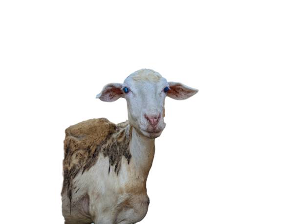 istock a capra hircus or goat with white background. isolated 1748493275