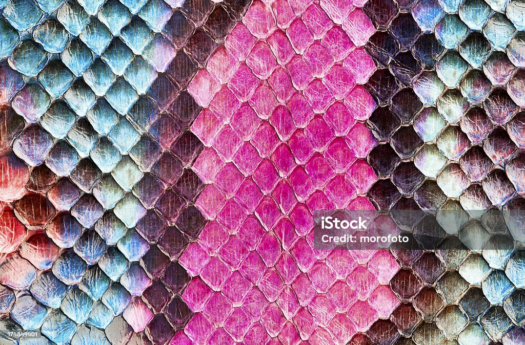 Bunte snake skin - Lizenzfrei Schlangenleder Stock-Foto